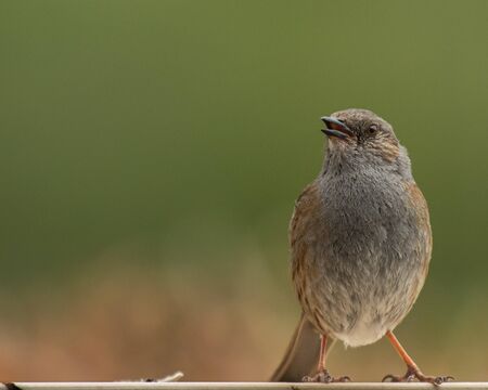 House sparrow (Passer domesticus) (Passeridae) - Europe standing on a wooden fenceの写真素材