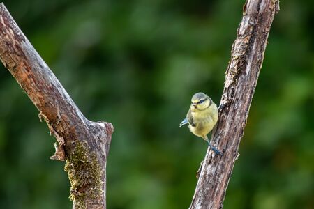A Eurasian blue tit (Cyanistes caeruleus)sitting on branchの写真素材