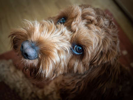 Homeworker, sitting by my owners side whilst he is working from home being the Office dogの写真素材