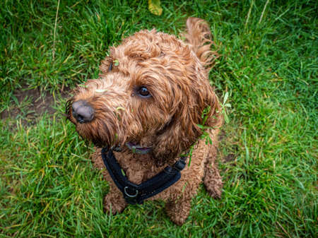 A young cockapoo sitting attentively in a field of grass during a walk with his ownerの写真素材