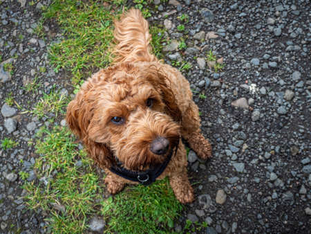 A young cockapoo sitting attentively in a field of grass during a walk with his owner