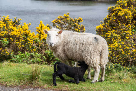 Sheep with a small young black lamb feeding at the side of a country road in Scotlandの写真素材
