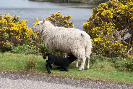Sheep with a small young black lamb feeding at the side of a country road in Scotland