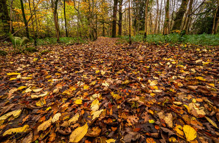 Autumn leaves covering the trail through a small woodland in the Campsie Fells in Scotlandの写真素材