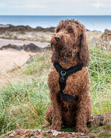 A young cockapoo dog sitting attentively for its owner onthe beach at the Cromarty Firth in Scotlandの写真素材