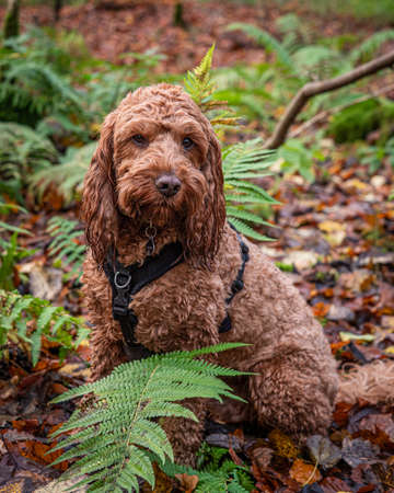 A young cockapoo sitting in amongst the bracken in a local forestの写真素材