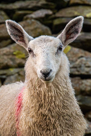 Portrait of a sheep standing beside an old stone wall in the English Lake Districtの写真素材