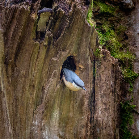 A nuthatch Sitta europaea busy in the area around its nesting hole in an old treeの写真素材