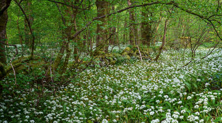 Old wall covered in a blanket of Wild garlic flowering in springtime in a woodland in Scotland