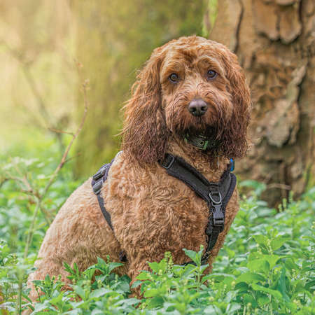 A early morning walk with a red cockapoo dog in the woods as the sun is rising