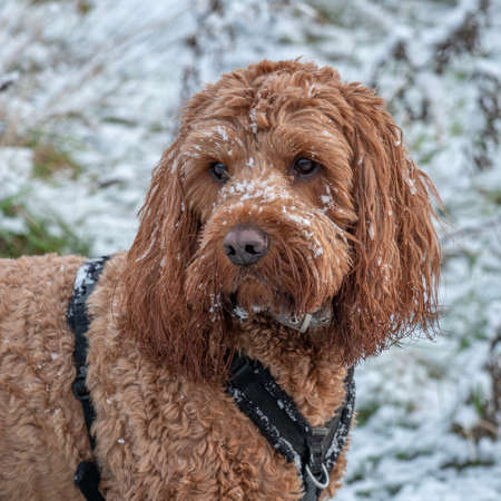 Cockapoo dog face covered in snow during a walk in countrysideの写真素材