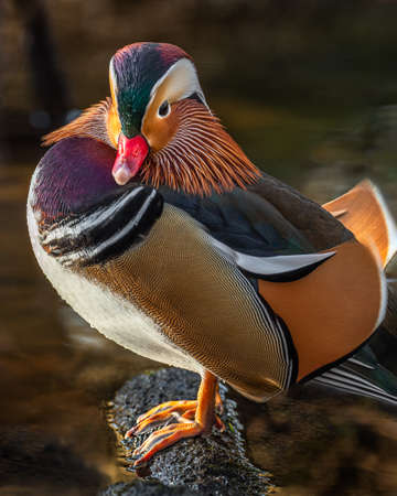A colorful male mandarin duck standing on a rock in the river on a bright sunny day.の写真素材