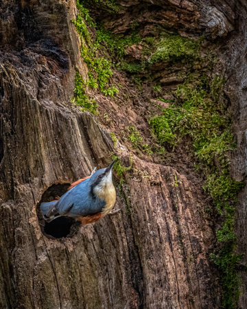 A nuthatch emerging from its nest site, hole in an old tree which it partially blocks with mud for protectionの写真素材