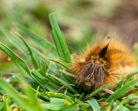 Closeup on a hairy drinker moth caterpillar, Euthrix potatoria crawling in the grassの写真素材