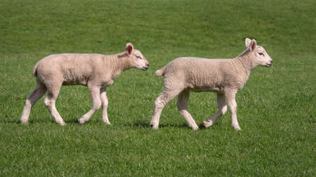 Two young lambs walking across a field  in Yorkshire on a sunny day