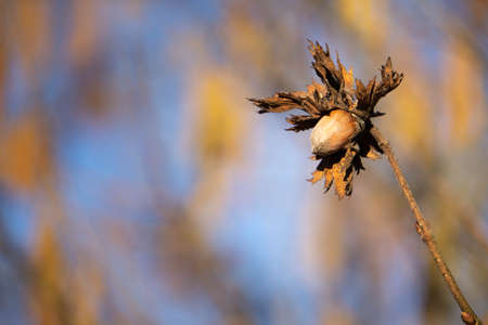 hazelnut on a hazel bush macro shot with bokehの写真素材