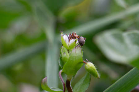 A close up of a forest ant on a flower