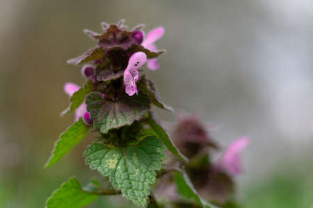 purple lamium dead nettle blossom macro close upの写真素材