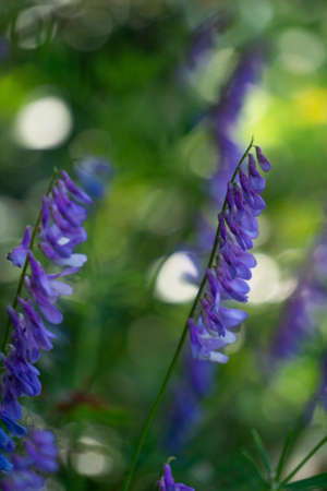 Beautiful blossoming Vicia tenuifolia close upの写真素材