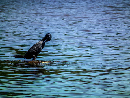 P?ssdo black on Lake Cascavel / PR - Brazilの写真素材