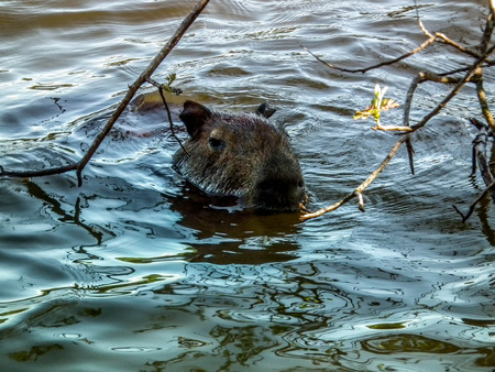 Capybara leaving the lake of Cascavel / PR - Brazilの写真素材
