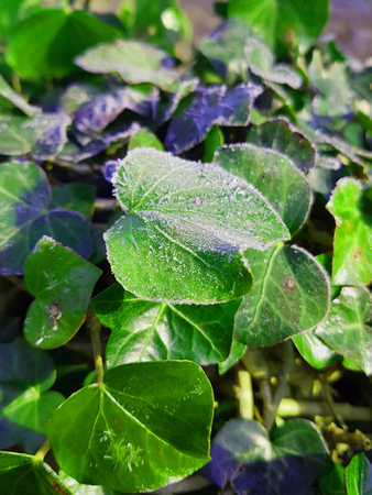 Frozen Ivy leaves, during a sunny day.の写真素材