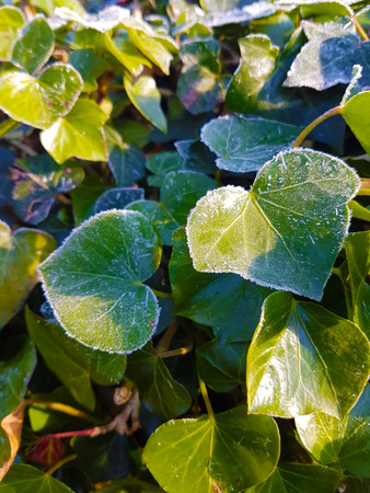 Frozen Ivy leaves, during a sunny day.の写真素材