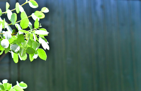 green leafs in summer.の写真素材