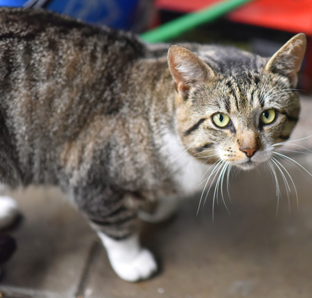 My cat in gardenの写真素材