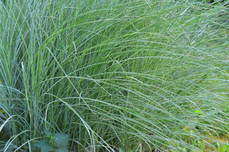 High Grassの写真素材