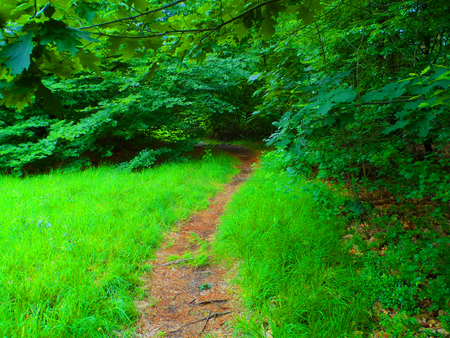 a walk to a forest holland. with colorful trees and landscapeの写真素材