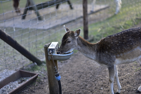 Deer in public park during autumn season at a sunny dayの写真素材