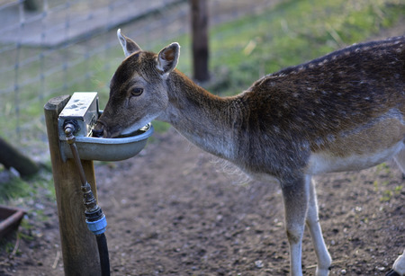 Deer in public park during autumn season at a sunny dayの写真素材