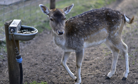 Deer in public park during autumn season at a sunny dayの写真素材