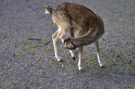 Deer in public park during autumn season at a sunny dayの写真素材