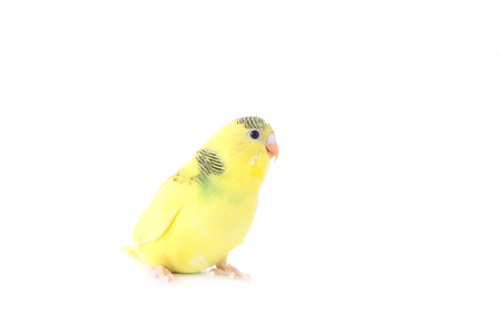 Little yellow budgerigar isolated on white background. Isolated budgerigarの写真素材