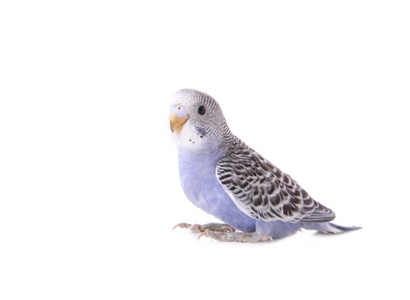Little wavy parrot on white background. Isolated budgerigar.