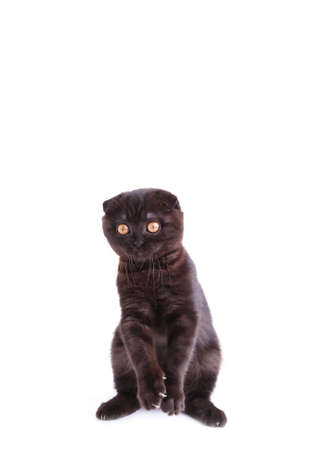 Black cat british shorthair with yellow eyes isolated on white backgroundの写真素材