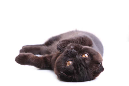 Black cat british shorthair with yellow eyes on white backgroundの写真素材