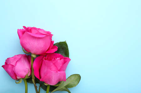 Three beautiful pink roses on blue backgroundの写真素材