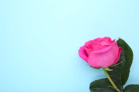 Single beautiful pink rose on a blue backgroundの写真素材