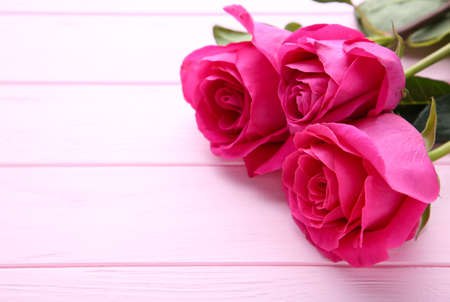 Three beautiful pink roses on pink backgroundの写真素材