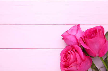 Three beautiful pink roses on pink backgroundの写真素材