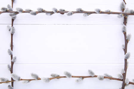 Willow catkins on a white wooden background with copy space