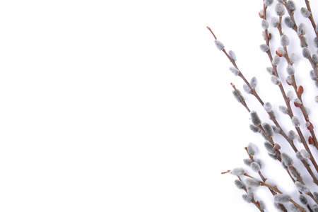 Willow catkins isolated on a white background with copy space, easter