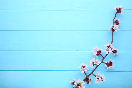 Spring blooming branches on a blue wooden background.の写真素材