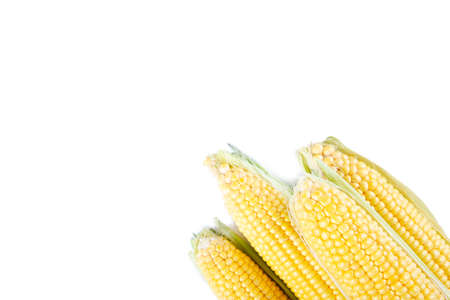 Fresh corn on cobs isolated on white background