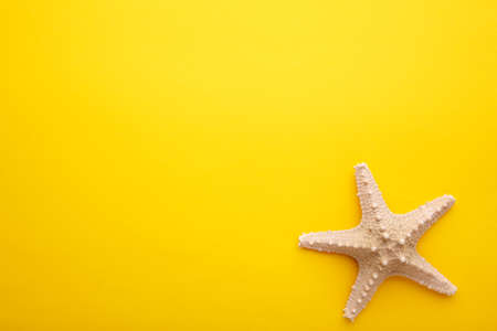Caribbean starfish on a yellow background, flat layの写真素材