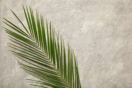 Green leaf of palm tree on gray concrete background with copy space