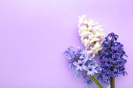 Bunch of hyacinths flower on a purple background. Springの写真素材